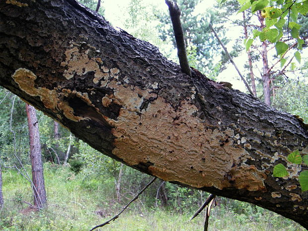 žilnačka merulioidnopórová Phlebia rufa (Pers.) M.P. Christ.