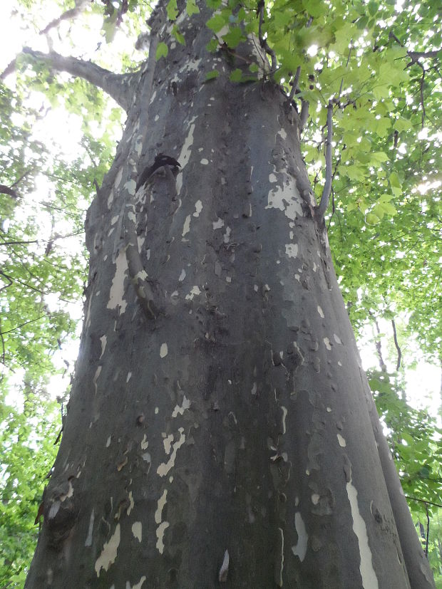 platan javorolistý Platanus hispanica Münchh.