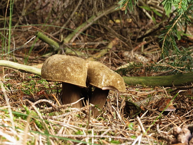 tmavohríb obyčajný Porphyrellus porphyrosporus (Fr. & Hök) E.-J. Gilbert