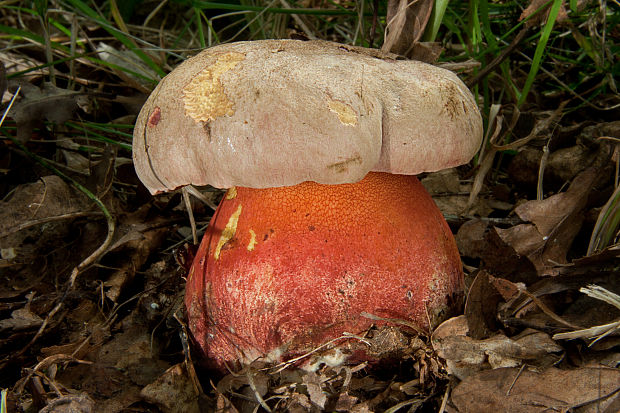 hríb Le Galovej Rubroboletus legaliae (Pilát & Dermek) Della Maggiora & Trassin.