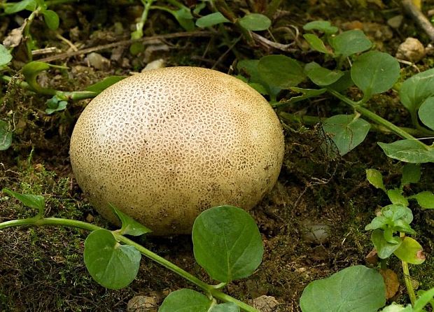 pestrec obyčajný Scleroderma citrinum Pers.