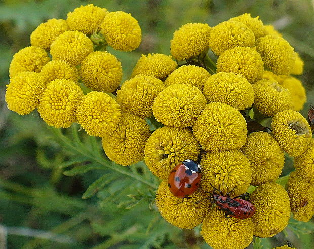 vratič obyčajný Tanacetum vulgare L.