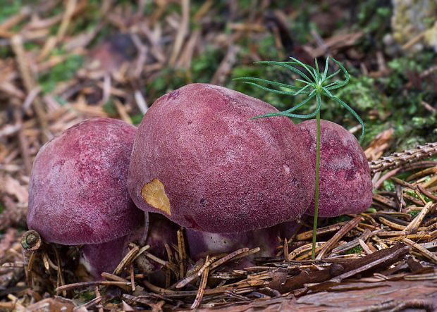 čírovec červenožltý Tricholomopsis rutilans (Schaeff.) Singer