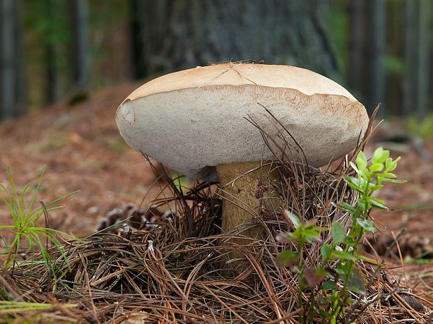 podhríb žlčový Tylopilus felleus (Bull.) P. Karst.