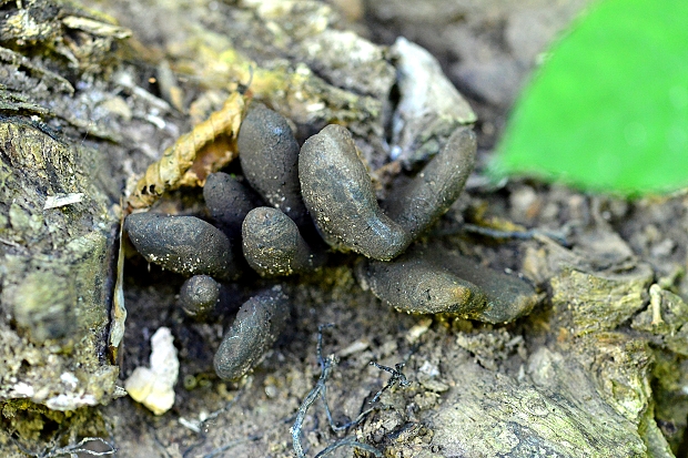 drevnatec kyjakovitý Xylaria polymorpha (Pers.) Grev.