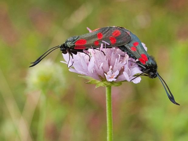 vretienka obyčajná Zygaena filipendulae