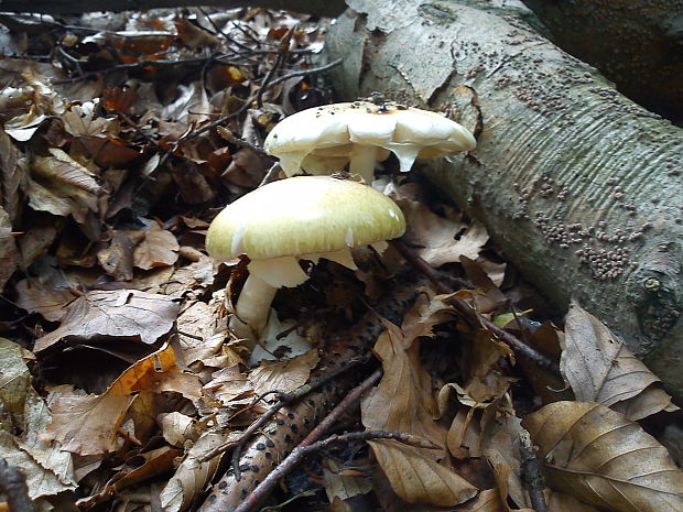 muchotrávka zelená Amanita phalloides (Vaill. ex Fr.) Link