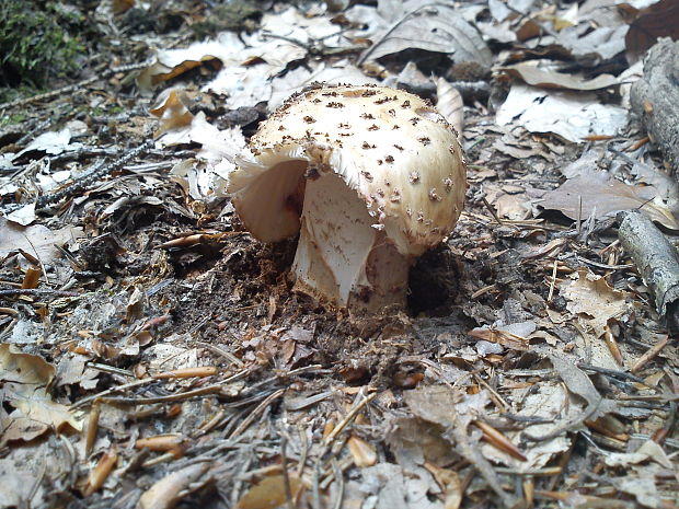 muchotrávka červenkastá Amanita rubescens Pers.