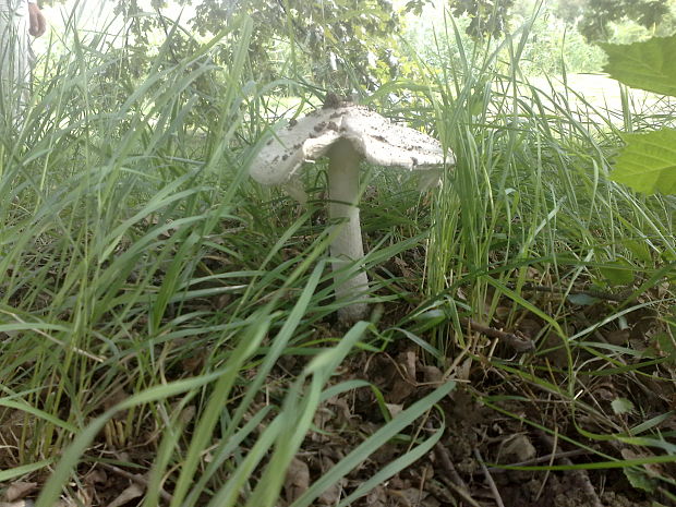 muchotrávka šiškovitá Amanita strobiliformis Gonn. & Rabenh.