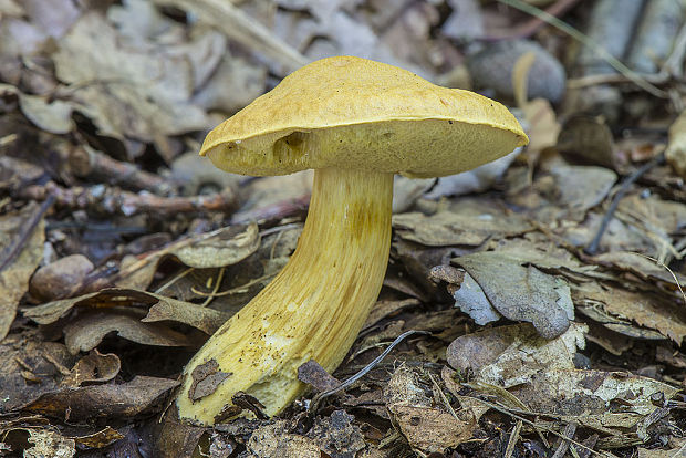 suchohríb moravský Aureoboletus moravicus (Vaček) Klofac