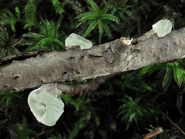 uchovec bazový biely Auricularia auricula-judae var. lactea Quél