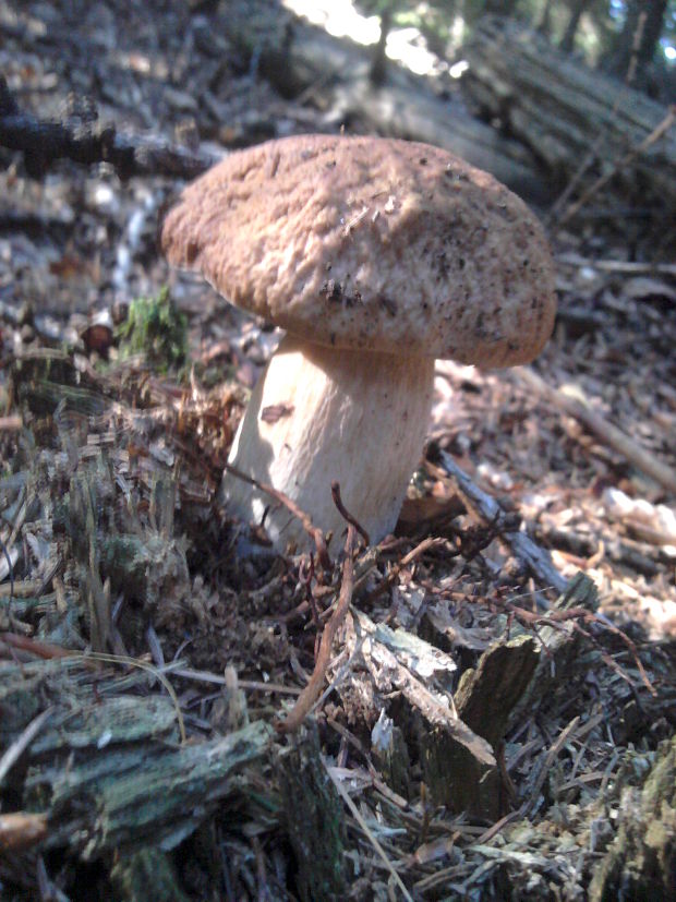 hríb smrekový? Boletus edulis? Bull. ex Fr.