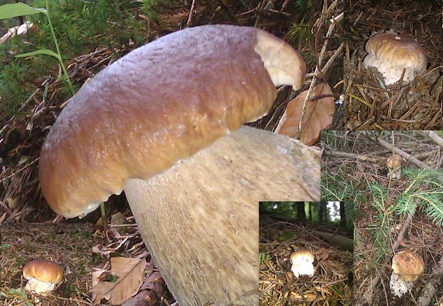 hríb smrekový Boletus edulis Bull.