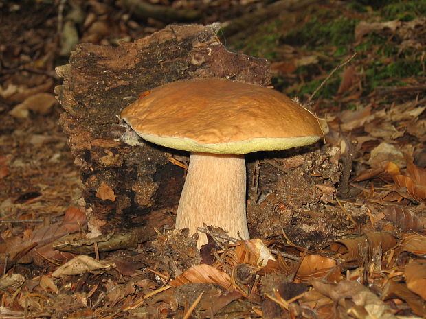 hríb dubový Boletus reticulatus Schaeff.