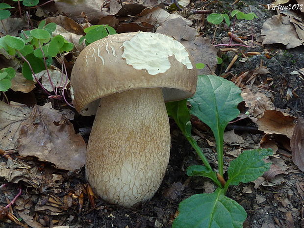 hríb dubový Boletus reticulatus Schaeff.