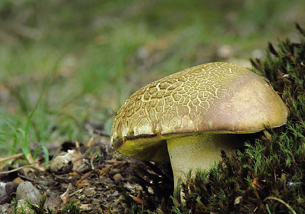 hríb príveskatý Butyriboletus appendiculatus (Schaeff. ex Fr.) Secr.