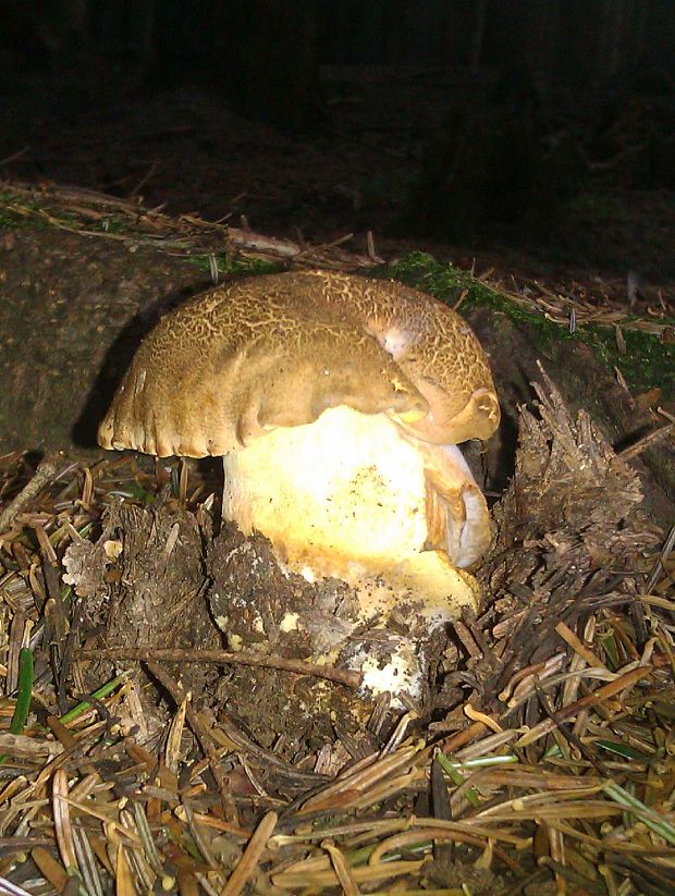 hríb horský Butyriboletus subappendiculatus (Dermek, Lazebn. & J. Veselský) D. Arora & J.L. Frank