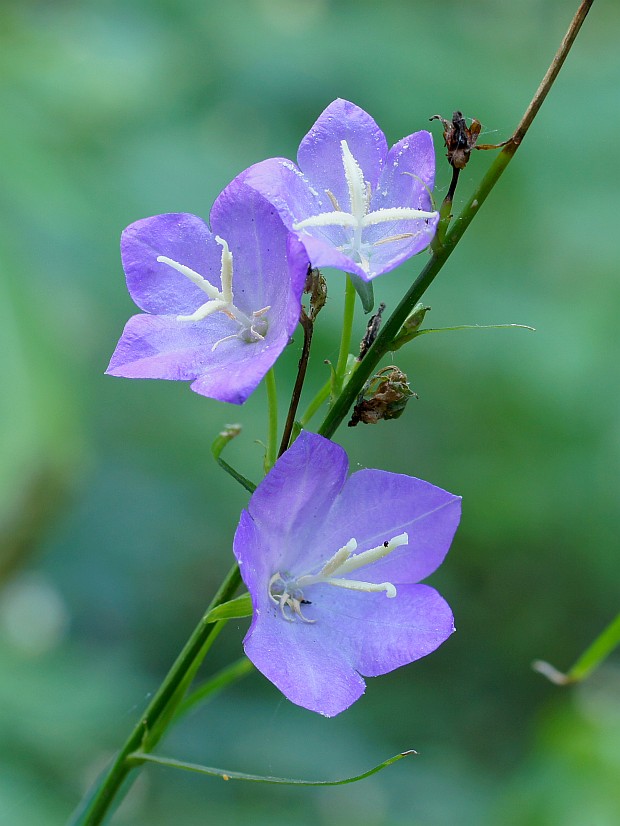 zvonček broskyňolistý Campanula persicifolia L.