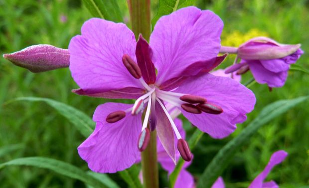 kyprina úzkolistá Chamerion angustifolium (L.) Holub