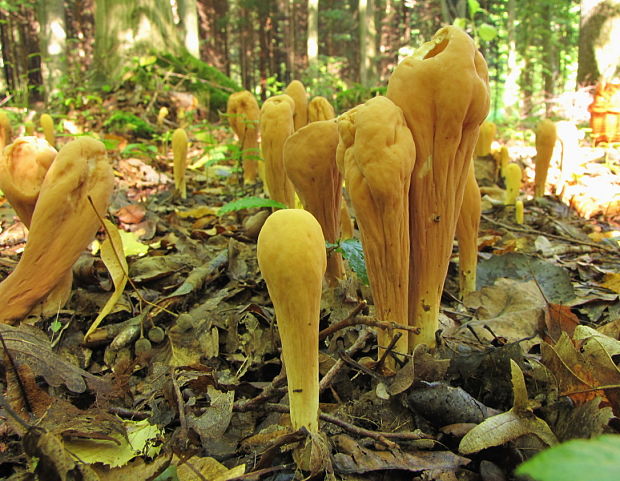 kyjak obrovský Clavariadelphus pistillaris (Fr.) Donk