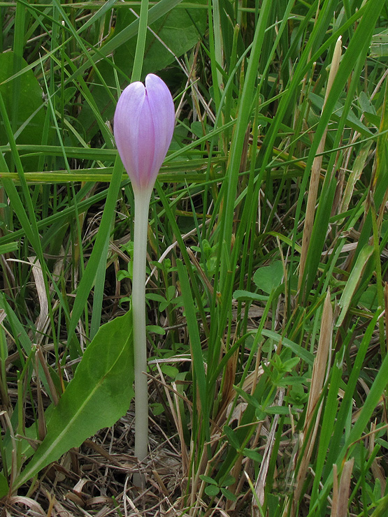 jesienka obyčajná Colchicum autumnale