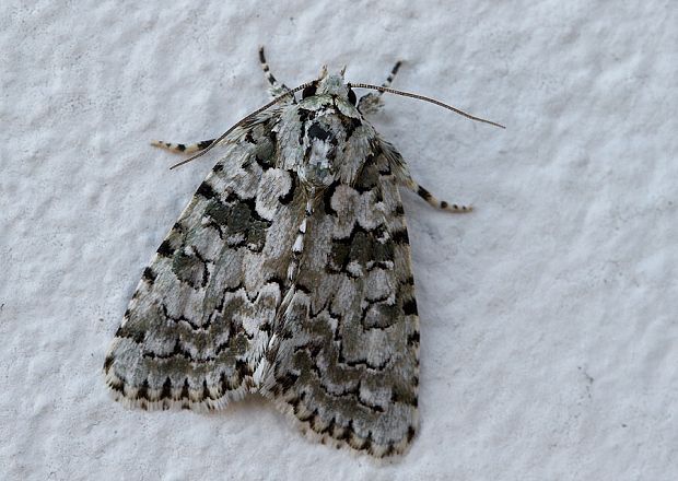 lišajníkovka múrová Cryphia muralis