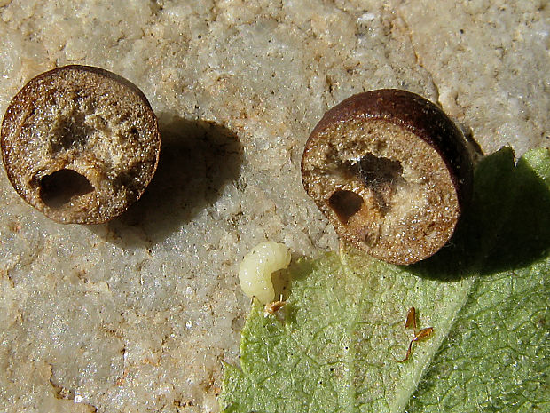 hrčiarka/žlabatka kuličková Diplolepis eglanteriae (Hartig, 1840)