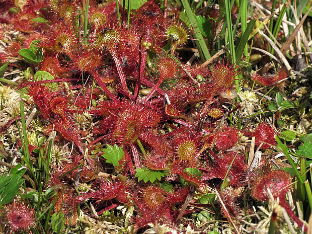 rosička okrúhlolistá Drosera rotundifolia L.