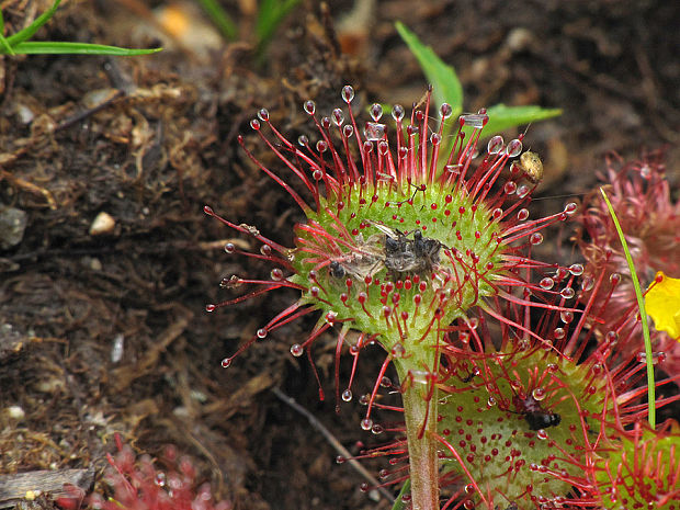 rosička okrúhlolistá Drosera rotundifolia L.