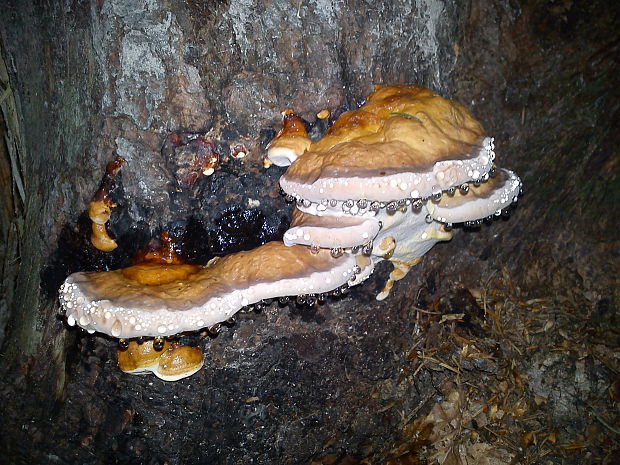 práchnovček pásikavý Fomitopsis pinicola (Sw.) P. Karst.