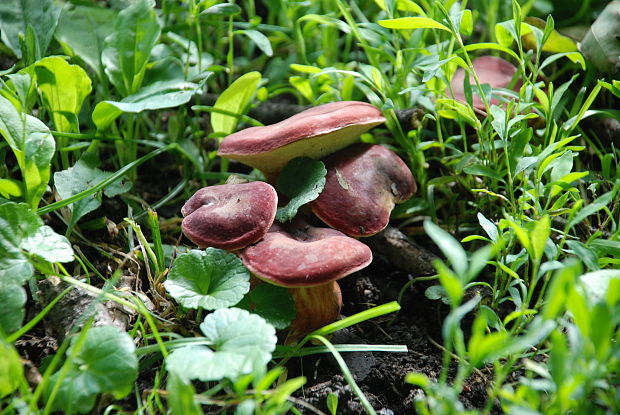 suchohríb karmínový Hortiboletus rubellus (Krombh.) Simonini, Vizzini & Gelardi