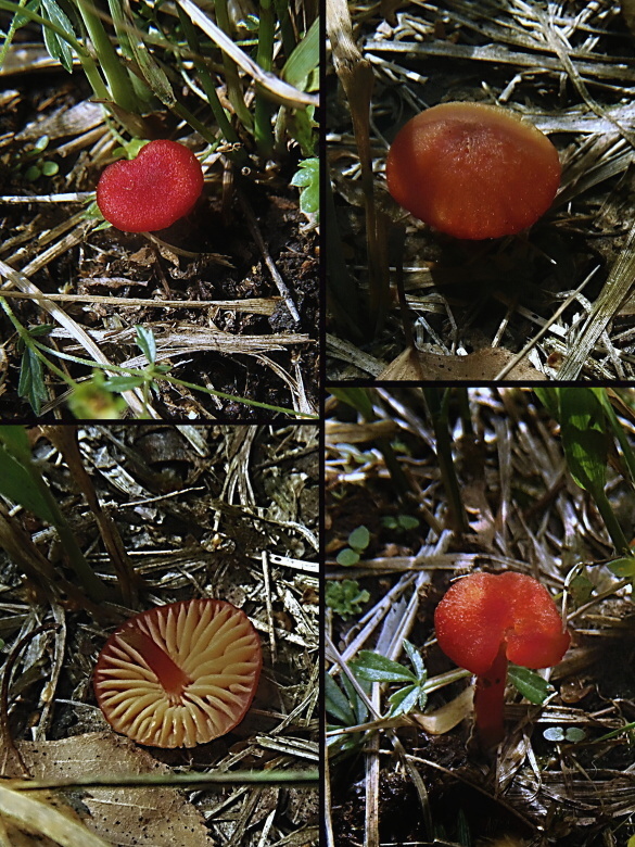 lúčnica mokraďová Hygrocybe helobia (Arnolds) Bon