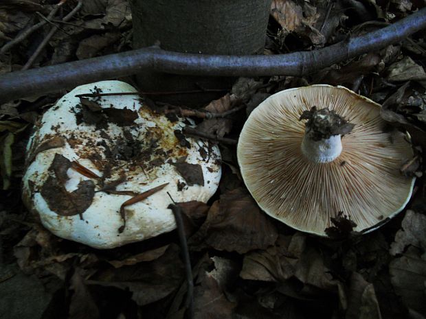 rýdzik osikový Lactarius controversus Pers.