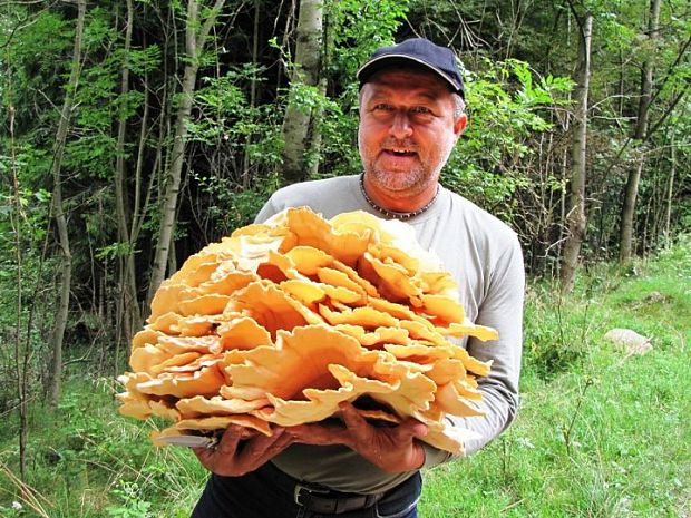 sírovec obyčajný Laetiporus sulphureus (Bull.) Murrill