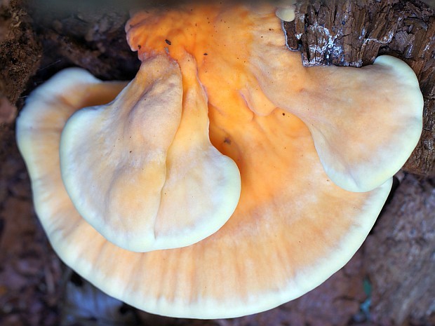 sírovec obyčajný Laetiporus sulphureus (Bull.) Murrill