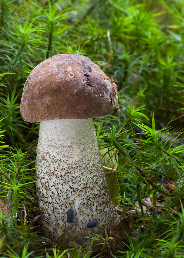 kozák brezový Leccinum scabrum (Bull.) Gray