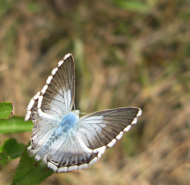 modráčik vikový Polyommatus coridon