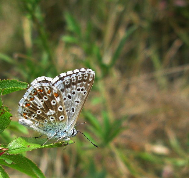 modráčik vikový Polyommatus coridon