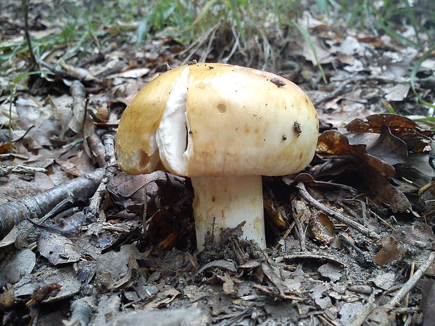 plávka smradľavá Russula foetens Pers.