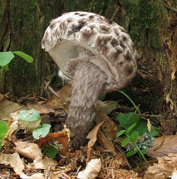 šiškovec šupinatý Strobilomyces strobilaceus (Scop.) Berk.