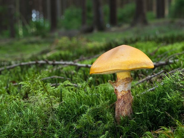 masliak smrekovcový Suillus grevillei (Klotzsch) Singer