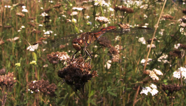 vážka pestrá Sympetrum striolatum