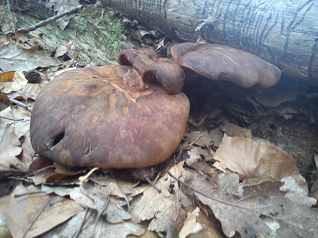 čechračka tmavohlúbiková Tapinella atrotomentosa (Batsch) Šutara