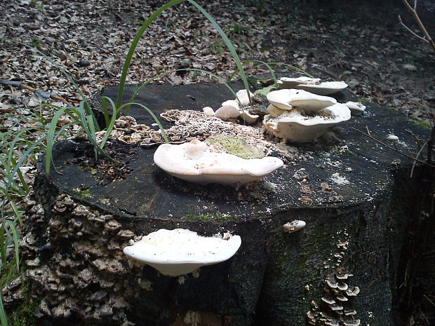 trúdnikovec hrbatý Trametes gibbosa (Pers.) Fr.