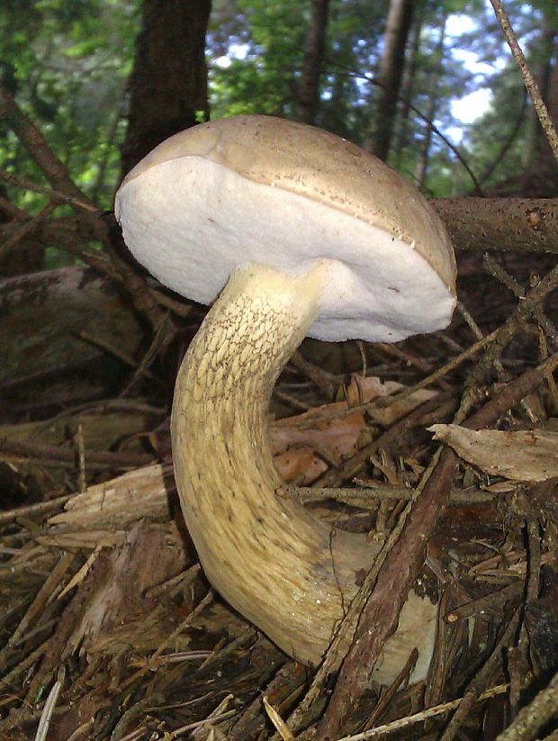 podhríb žlčový Tylopilus felleus (Bull.) P. Karst.