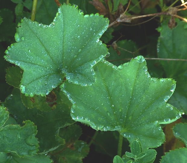 alchemilka Alchemilla sp.