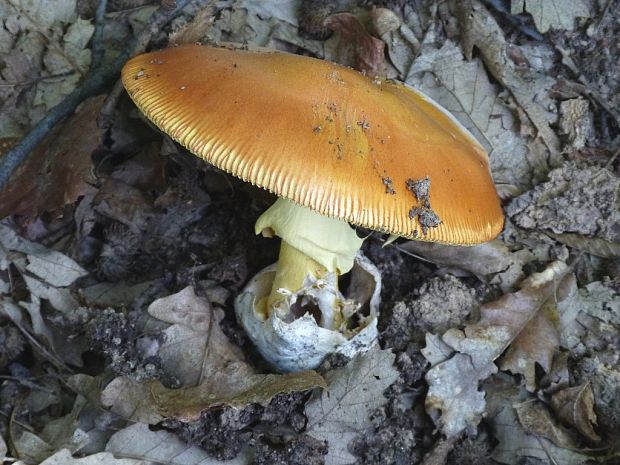 muchotrávka cisárska Amanita caesarea (Scop.) Pers.