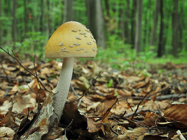 muchotrávka chrastavá Amanita ceciliae (Berk. & Broome) Bas