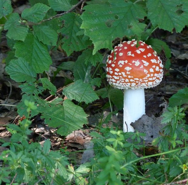 muchotrávka červená Amanita muscaria (L.) Lam.