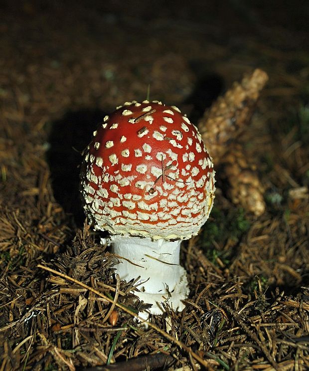 muchotrávka červená Amanita muscaria (L.) Lam.